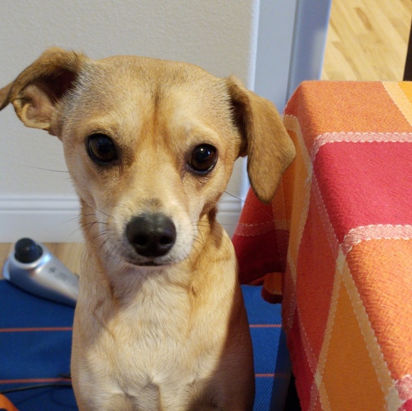 Meet your Posher, Thayse - Picture 1 of 1